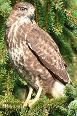 Mäusebussard (5).jpg